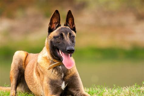 trained belgian malinois for sale uk